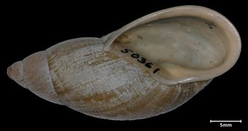 Media type: image;   Malacology 50361 Aspect: apertural